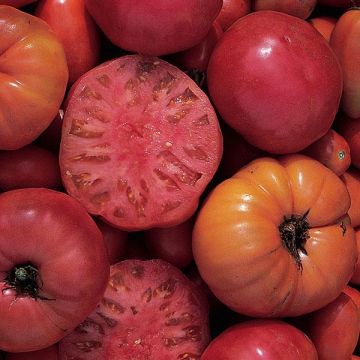 Tomato Plant 'Mortage Lifter'