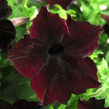 Petunia Hybrida Sophistca Blackberry