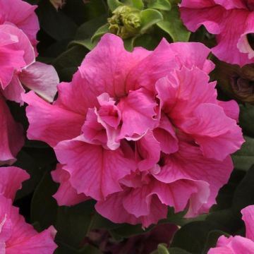 Petunia Grandflora Double Cascade Pink