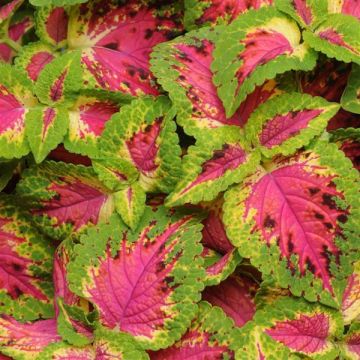 Coleus 'Premium Sun Watermelon' - Solenostemon Plant