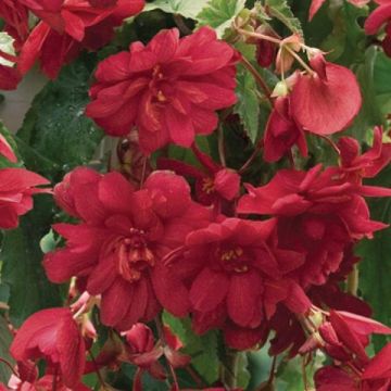 Begonia Tuberous 'Illumination' Scarlet