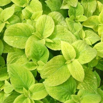 Coleus 'Wizard Golden' - Solenostemon Plant