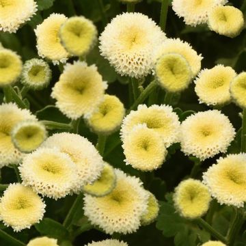 Tanacetum parthenium - Double White Feverfew - Matricaria Chrysanthemum