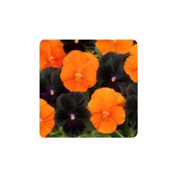Viola Halloween Mixed - Pack of Six