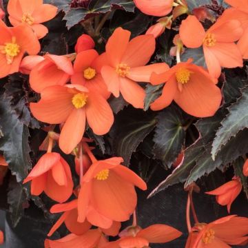 Begonia Boliviensis Orange
