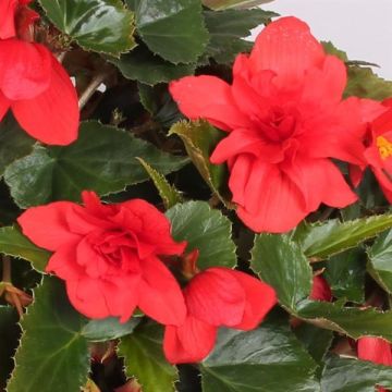 Begonia Boliviensis Red