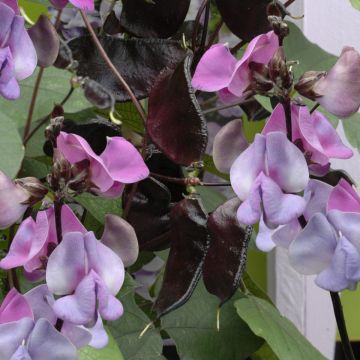Hyacinth Bean 'Ruby Moon' - Lablab (Dolichos) purpureus 