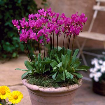 Dodecatheon 'Red Light' - Alpine Shooting Star