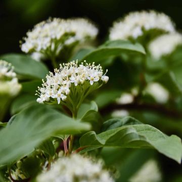 Cornus Sanguinea - Common Dogwood - Bare Root Hedging 40-60cm - Pack of 25
