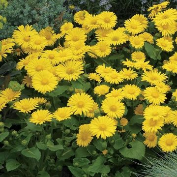 Doronicum Little Leo - Leopards Bane