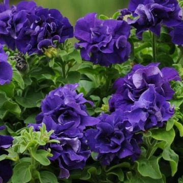 Petunia Grandflora Double Cascade Blue