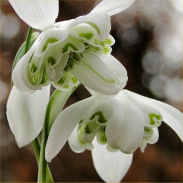 Rare Double Flowered Snowdrops - Galanthus nivalis Flore Pleno (var hippolyta)