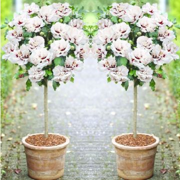 WINTER SALE - Pair of Patio Standard Hibiscus Trees - Double Ice Cream