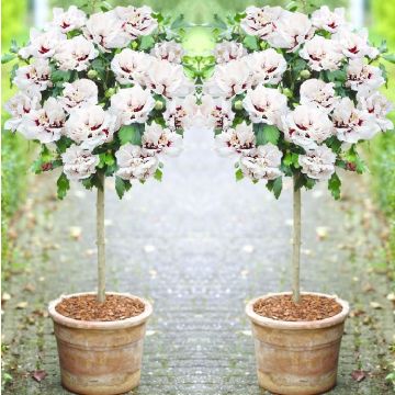 Pair of Patio Standard Hibiscus Trees - Double Ice Cream