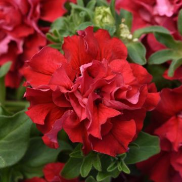 Petunia Grandflora Double Cascade Valentine
