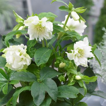 Helleborus 'Double Ellen White' - Oriental Hellebore