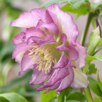 Helleborus 'Double Ellen Pink' - Oriental Hellebore