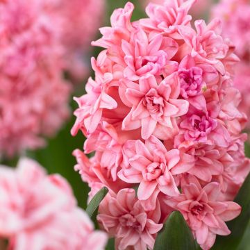RARE Double Peach Flowering Hyacinth 'Masquerade' - Pack of 3