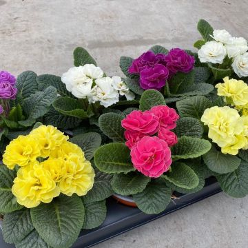 Primula acaulis Princess - Double Primroses in Assorted Colours