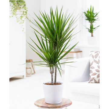 Dracaena marginata - Large 60-80cm Dragon Tree