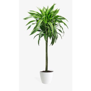 Dracaena Lemon Lime - Dragon Tree 50-60cm