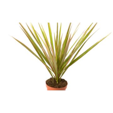 Dracaena marginata Bicolor - Dragon Tree