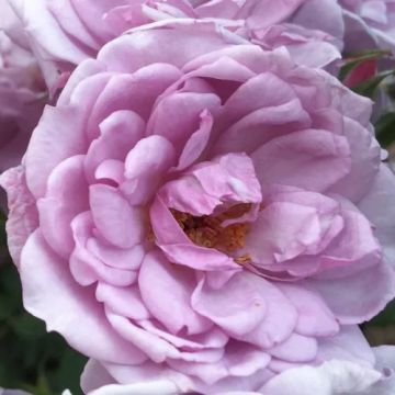Rose 'Dream Lover' - Patio Rose