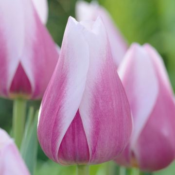 Tulip Dreaming Maid - Pack of 12 Bulbs