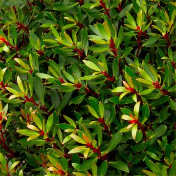Drimys lanceolata ‘Red Spice’ - Evergreen Tasmania Mountain Pepper