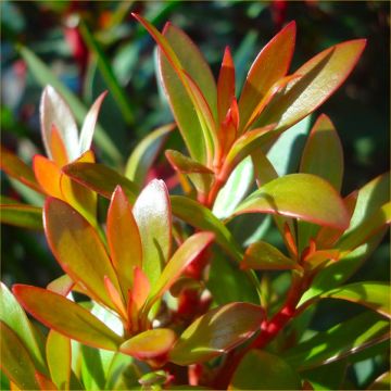BLACK FRIDAY DEAL - Drimys lanceolata ‘Red Spice’ - Evergreen Tasmannia Mountain Pepper - Larger Plant