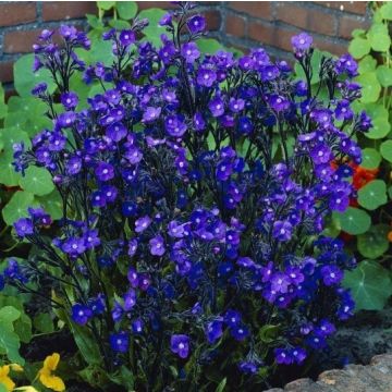 Anchusa azurea 'Dropmore'