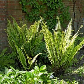 Dryopteris wallichiana - Wood Fern