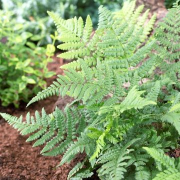 Dryopteris Remota