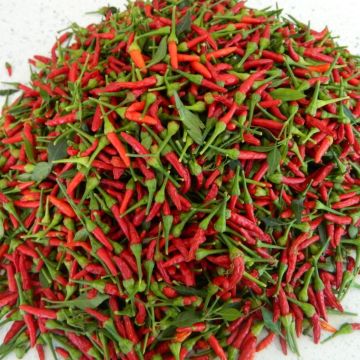 Chilli Pepper Plant 'Bird Eye Demon'
