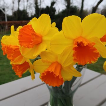 Narcissus Dunstans Fire - Pack of 12 bulbs Daffodils