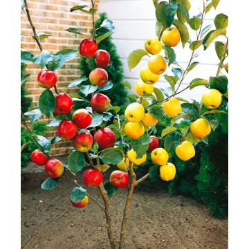 Apple Tree - Duo Tree - Golden Delicious and Gala Apple - Large Established Fruit Tree