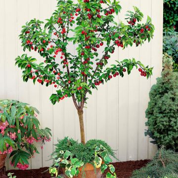 Cherry Tree - Duo Tree - Napoleon and Burlat - Large Established Fruit Tree