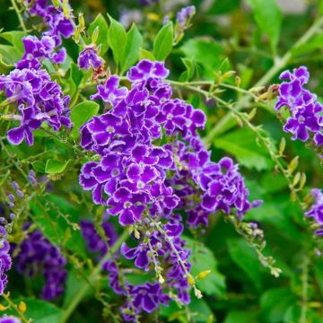 Duranta erecta