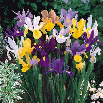 Iris Dutch Mix - Pack of 40 Bulbs