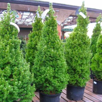 Picea glauca Conica - Dwarf Alberta Spruce - LARGE circa 80cm - 100cm Specimen