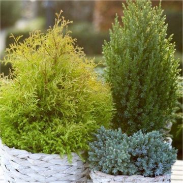 Dwarf Evergreen Slow Growing Patio Conifer Collection - Pack of THREE Plants