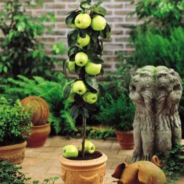 Apple - Malus Domestica Golden Delicious - Patio Pillar Fruit Tree