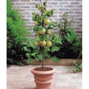 Pear - Pyrus Communis Doyenne Du Comice - Patio Pillar Fruit Tree