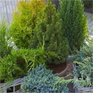 Dwarf Slow Growing Conifers - Collection of 5 Different Contrasting Plants