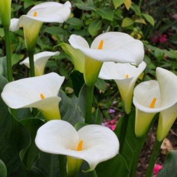 Zantedeschia aethiopica - Hardy White Calla Arum Lily Plants