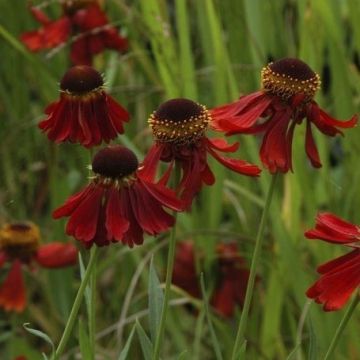 Helenium Moerheim Beauty - Sneezeweed