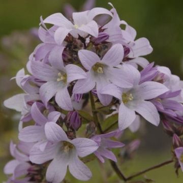 Campanula lactifolia 'Loddon Anna'