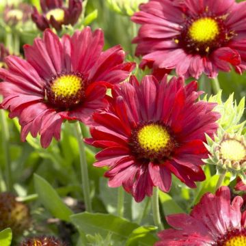 Gaillardia Burgundy - Gaillardia Blanket Flower