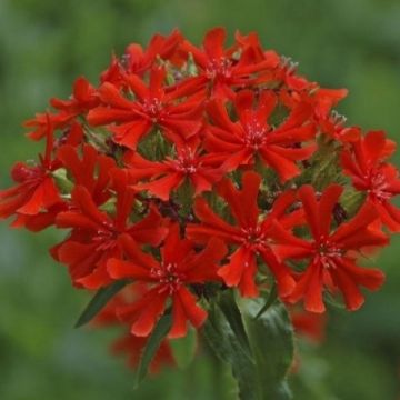 Lychnis chalcedonica - Jerusalem or Maltese Cross