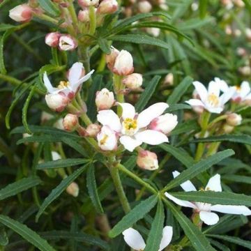 Choisya Collection - Goldfingers, White Dazzler and Moonsleeper - Pack of THREE Plants